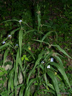 Image of zigzag spiderwort