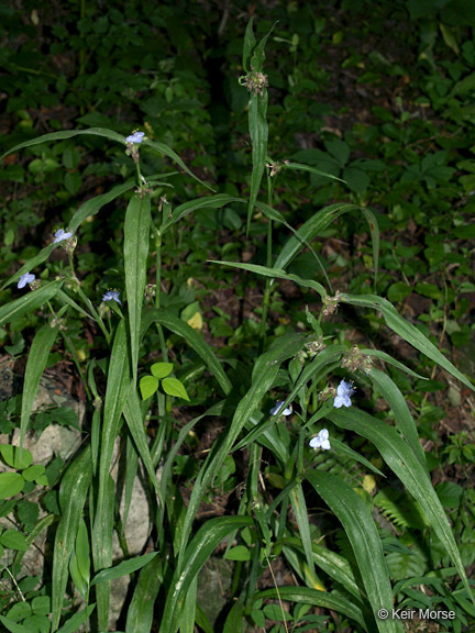 Image of zigzag spiderwort