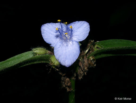 Image of zigzag spiderwort