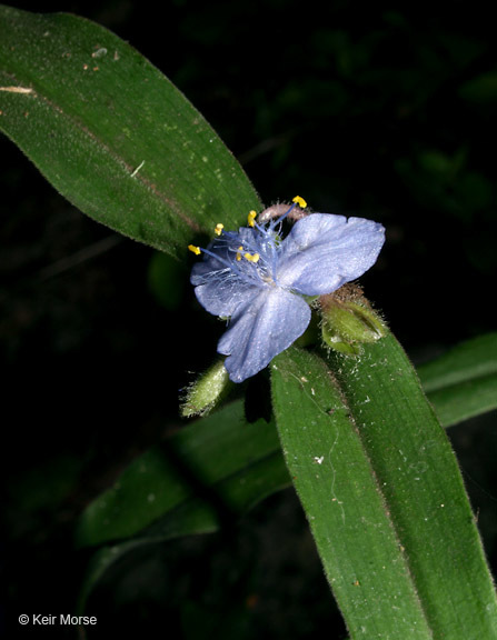 Image of zigzag spiderwort