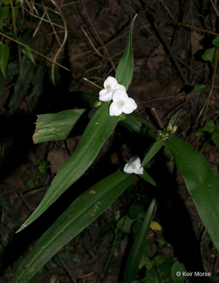 Image of zigzag spiderwort