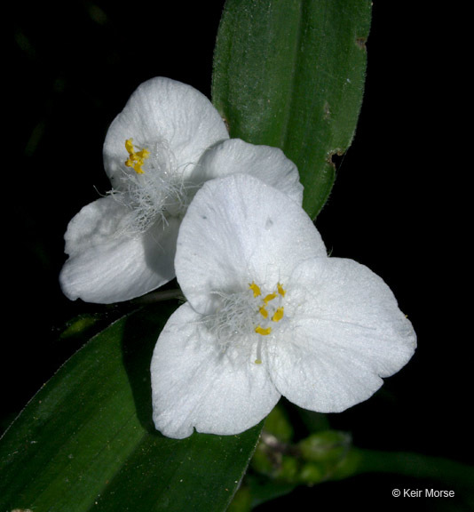 Image of zigzag spiderwort