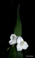 Image of zigzag spiderwort