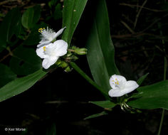 Image of zigzag spiderwort