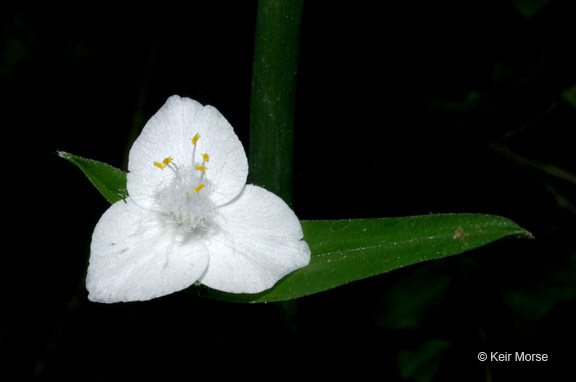 Image of zigzag spiderwort