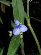 Image of zigzag spiderwort