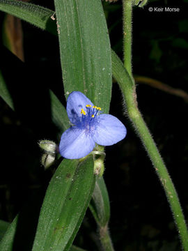 Image of zigzag spiderwort