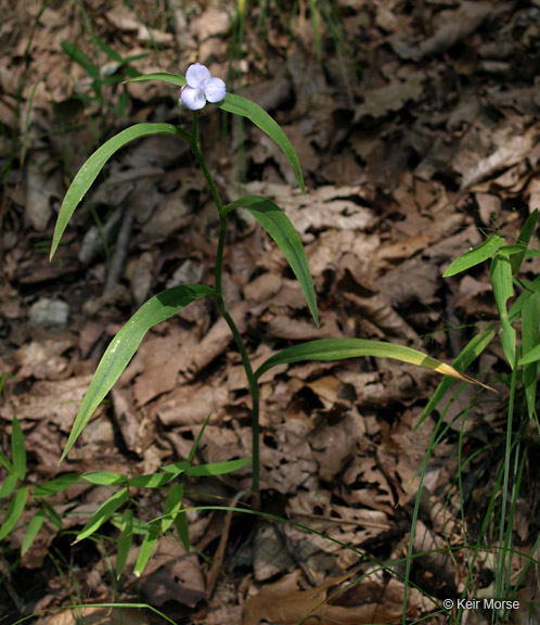 Image of zigzag spiderwort