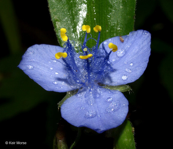 Image of zigzag spiderwort