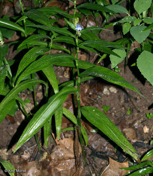 Image of zigzag spiderwort