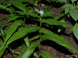 Image of zigzag spiderwort