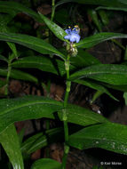 Image of zigzag spiderwort