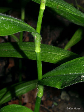 Image of zigzag spiderwort