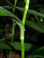 Image of zigzag spiderwort