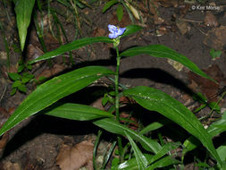 Image of zigzag spiderwort