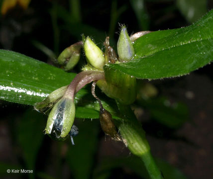 Image of zigzag spiderwort