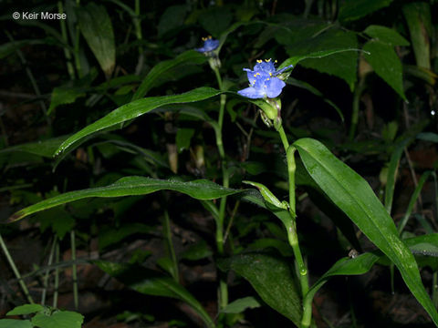 Image of zigzag spiderwort