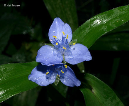 Image of zigzag spiderwort