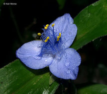 Image of zigzag spiderwort