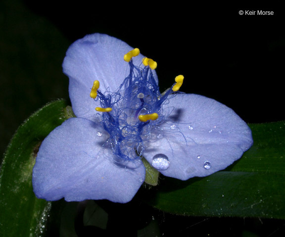 Image of zigzag spiderwort