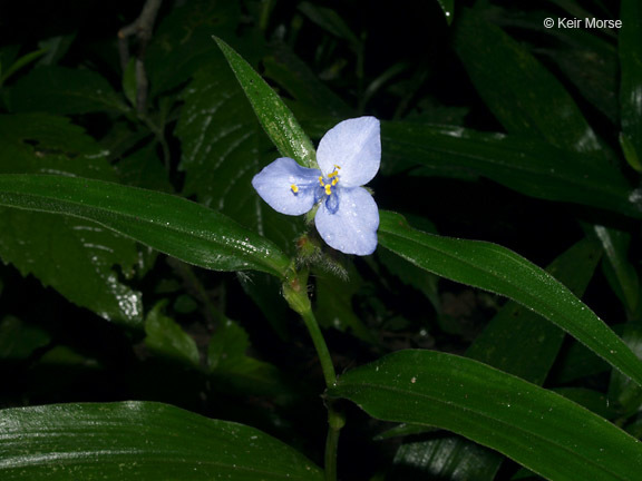 Image of zigzag spiderwort