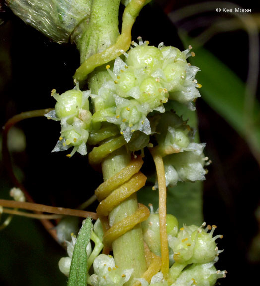 Image of fiveangled dodder