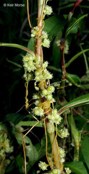 Plancia ëd Cuscuta pentagona Engelm.