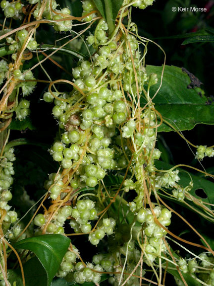 Cuscuta pentagona Engelm. resmi