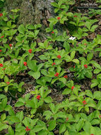Image of bunchberry dogwood