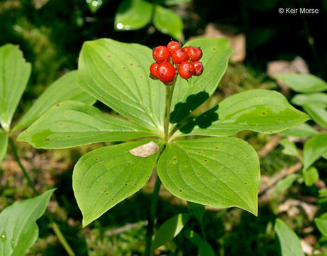 Image of bunchberry dogwood