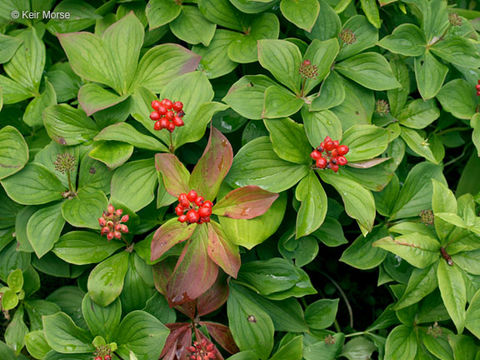 Plancia ëd Cornus canadensis L.