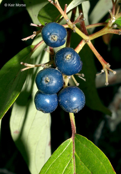 Image of Pale Dogwood