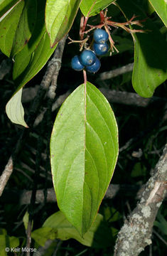 Cornus amomum subsp. obliqua (Raf.) J. S. Wilson resmi