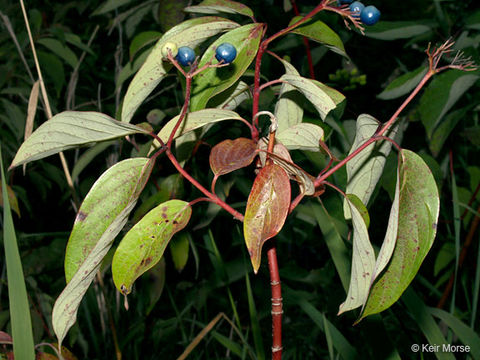 Cornus amomum subsp. obliqua (Raf.) J. S. Wilson resmi