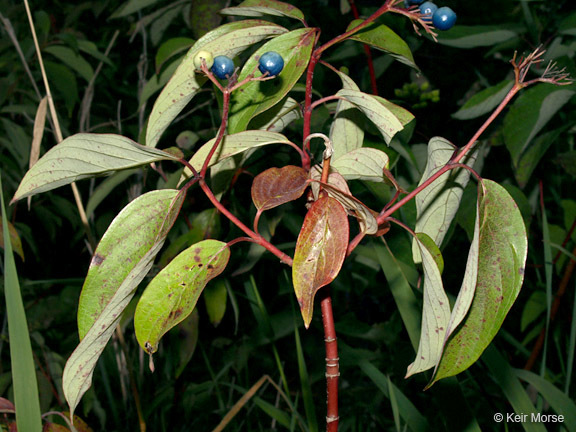 Image of Pale Dogwood