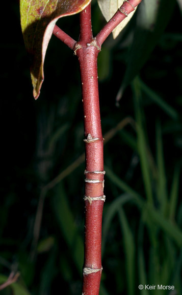 Cornus amomum subsp. obliqua (Raf.) J. S. Wilson resmi