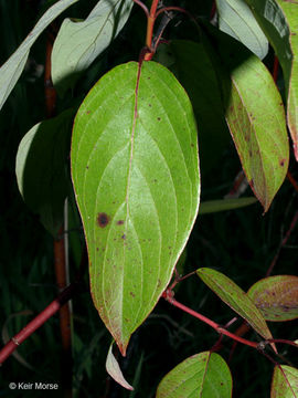 Image of Pale Dogwood