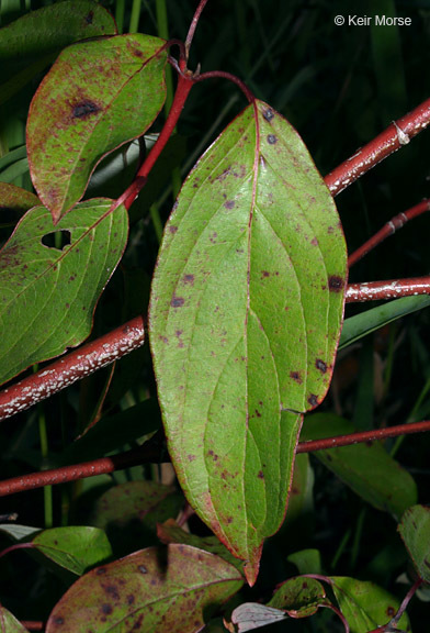 Cornus amomum subsp. obliqua (Raf.) J. S. Wilson resmi