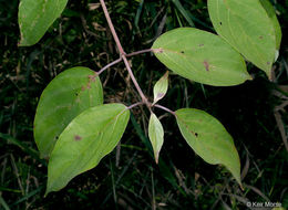 Cornus amomum subsp. obliqua (Raf.) J. S. Wilson resmi