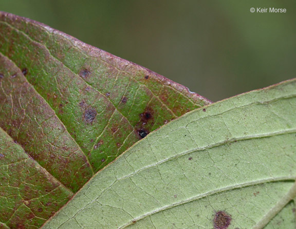 Cornus amomum subsp. obliqua (Raf.) J. S. Wilson resmi