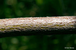 Image of Pale Dogwood