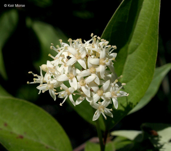 Image of Gray Dogwood