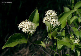 Image of Gray Dogwood