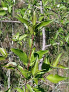 Image of Gray Dogwood