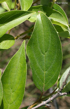 Image of Gray Dogwood