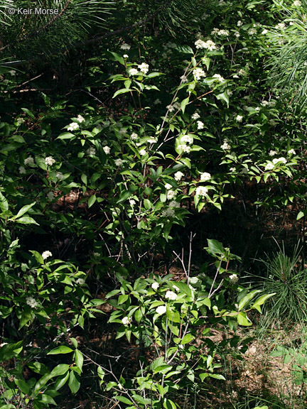 Image of Gray Dogwood