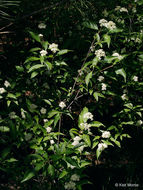 Image of Gray Dogwood