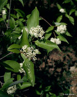 Image of Gray Dogwood