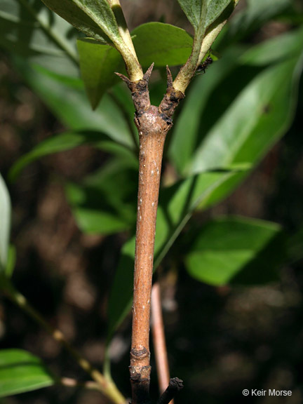 Image of Gray Dogwood