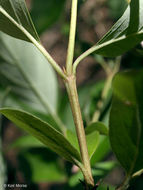 Image of Gray Dogwood